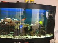 SPECIAL OFFER FOR QUICK SALE 260L Marine tank equipment fish, rocks, ect