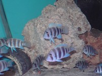 Frontosa and other Tangs for sale.