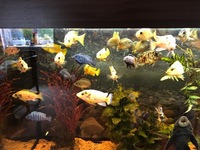 ADULT AULONACARA NEW IN STOCK TOP QUALITY DISPLAY FISH.