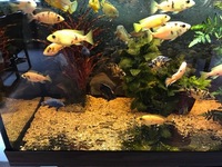 ADULT AULONACARA NEW IN STOCK TOP QUALITY DISPLAY FISH.