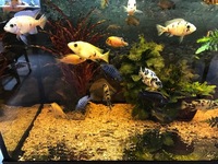 ADULT AULONACARA NEW IN STOCK TOP QUALITY DISPLAY FISH.
