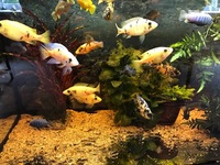 ADULT AULONACARA NEW IN STOCK TOP QUALITY DISPLAY FISH.