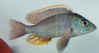 AFRICAN CICHLIDS FOR SALE