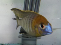 AFRICAN CICHLIDS FOR SALE