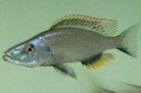 AFRICAN CICHLIDS FOR SALE