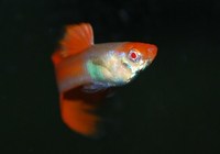 Koi Guppy PAIRS
