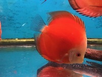 THE BEST VALUE AND QUALITY DISCUS FROM CHILTON AQUATICS. BIGGER SIZES AT BETTER PRICES.