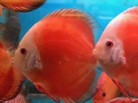 THE BEST VALUE AND QUALITY DISCUS FROM CHILTON AQUATICS. BIGGER SIZES AT BETTER PRICES.