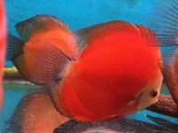 THE BEST VALUE AND QUALITY DISCUS FROM CHILTON AQUATICS. BIGGER SIZES AT BETTER PRICES.