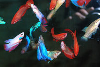 Female Fighting Fish. Betta Splendens