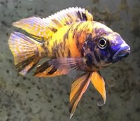 Free fish: OB Peacock Male