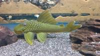 FISH INC LTD STAVELEY CHESTERFIELD STOCK LIST L-numbers Dark Knight / Black Rams and more