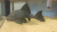 FISH INC LTD STAVELEY CHESTERFIELD STOCK LIST L-numbers Dark Knight / Black Rams and more