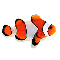 Tank bred clownfish under 50£
