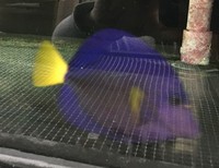 Yellow Tail Purple Tang