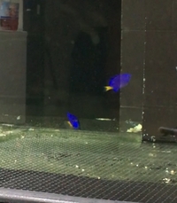 Yellow Tail Blue Damsel