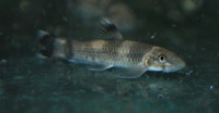 Panda Garra, Garra flavatra. CAPTIVE BRED