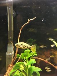 Maidenhead aquatics @ stockton Current Stocklist 14/04