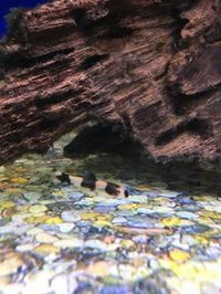 Maidenhead aquatics @ stockton Current Stocklist 14/04