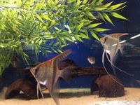 Maidenhead aquatics @ stockton Current Stocklist 14/04