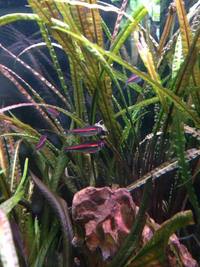 Maidenhead aquatics @ stockton Current Stocklist 14/04