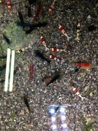 Maidenhead aquatics @ stockton Current Stocklist 14/04