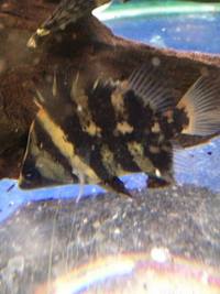 Maidenhead aquatics @ stockton Current Stocklist 14/04