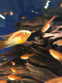 Maidenhead aquatics @ stockton Current Stocklist 14/04