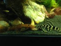 Maidenhead aquatics @ stockton Current Stocklist 14/04