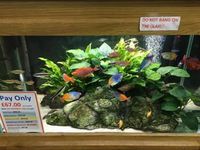 Maidenhead aquatics @ stockton Current Stocklist 14/04