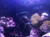 LUNAR MOON Lyretail Wrasse FISH FOR £25