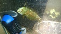 GREEN DRAGON WRASSE £ 30