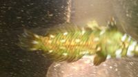 GREEN DRAGON WRASSE £ 30