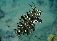 GREEN DRAGON WRASSE £ 30