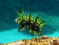 GREEN DRAGON WRASSE £ 30