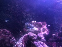 Humu Picasso Triggerfish £25