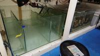 FREE fishroom tanks 