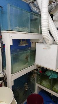 FREE fishroom tanks 