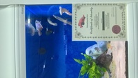 World of Water Bicester Tropical Fish Stocklist