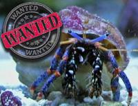 WANTED - Corals/LPS/Softies, CUC & Shrimp, Nems