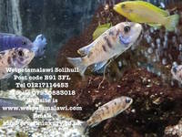 Wetpetsmalawi I am a fully council licensed breeder of Malawi, Tanganyikan and Victorian Cichlids.