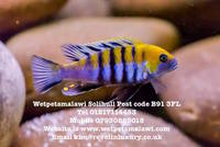 Wetpetsmalawi I am a fully council licensed breeder of Malawi, Tanganyikan and Victorian Cichlids.
