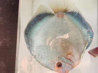 Discus For Sale @ Discover Discus Scotland