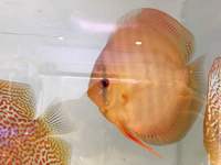 Martin NG Discus Available @ Discover Discus Scotland