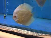 Discus For Sale @ Discover Discus Scotland