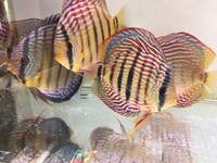 Martin NG Discus Available @ Discover Discus Scotland