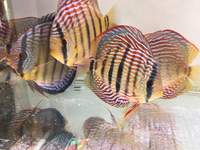 Discus For Sale @ Discover Discus Scotland