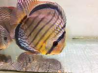 Discus For Sale @ Discover Discus Scotland