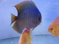 Discus For Sale @ Discover Discus Scotland