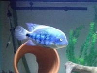 Male Zonatus